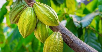 vainas de cacao verde crudo que crecen cerca de la madurez en los árboles de cacao foto