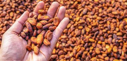 agricultura de granos de cacao orgánicos marrones de cacao secados al sol en una granja de cacao en la mano de un granjero. proceso para la producción de chocolate granos de cacao orgánico secado al sol en una granja foto