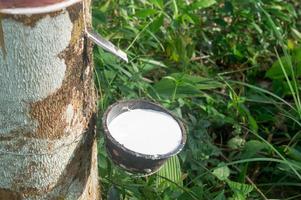 Plastic bowl with natural rubber latex tapped or extracted from rubber tree in rubber plantation in south of Thailand. Concept of great yield from agriculture, Close up photo with selective focus