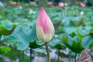 Single beautiful pink waterlily bud in natural pond closely taken with blurred green leaves background in soft light, Big pink lotus bud or flower photo