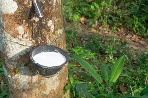 Rubber tree providing great yield of natural rubber latex tapped or extracted from rubber tree in rubber plantation in south of Thailand. Concept of great yield from agriculture, Close up photo