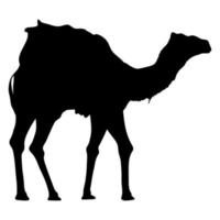 camello caminando silueta negra vector