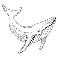 whale sealife sketch style vector