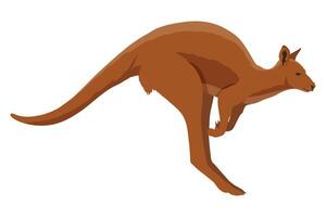 kangaroo australian animal vector