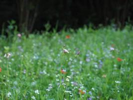 green meadow background photo