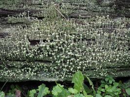 pixie cup lichen scient. name Cladonia asahinae photo