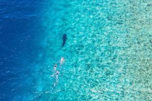 Whale Shark rhincodon typus, the biggest fish in the ocean, huge gentle plankton filterer giant, swimming near the surface, snorkeling people following in Maldives amazing sea water, shallow lagoon