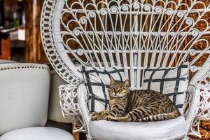 Funny scene, cat sleeping in chair, lazy cat concept, symbol of comfort photo