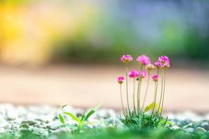 Beautiful pink flowers in spring summer nature outdoors against garden blur, macro, soft focus. Colorful artistic nature background, sunny weather, idyllic blur nature photo