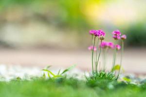 Beautiful pink flowers in spring summer nature outdoors against garden blur, macro, soft focus. Colorful artistic nature background, sunny weather, idyllic blur nature photo