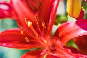 Beautiful flower in macro. Perfect bloom of lily, colorful amazing closeup. Nature brilliance concept, sunny outdoor close-up. Inspirational nature bloom photo