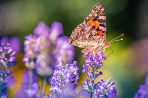 flores de lavanda de provenza con hermosa mariposa en un prado en la naturaleza en los rayos del sol en verano en el primer plano de primavera de una macro. foto de primer plano de la naturaleza, macro maravillosa natural borrosa