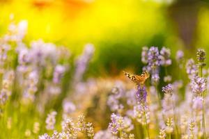 Lavender flowers of Provence with beautiful butterfly in a meadow in nature in the rays of sunlight in summer in the spring close-up of a macro. Closeup nature photo, blurred natural wonderful macro photo