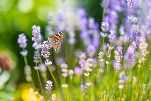 flores de lavanda de provenza con hermosa mariposa en un prado en la naturaleza en los rayos del sol en verano en el primer plano de primavera de una macro. foto de primer plano de la naturaleza, macro maravillosa natural borrosa