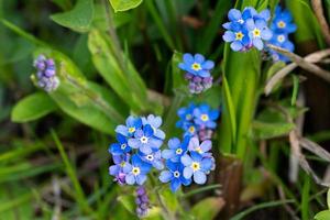 Little blue flowers, blue background with little flowers. photo