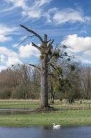 Urdenbacher Kaempe Nature Reserve at Rhine River close to Duesseldorf, Germany photo