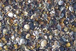 asian clam in Rhine River,Germany photo