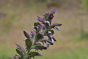 bears breeches--acanthus hungaricus-- ,Germany photo