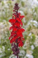 Cardinal flower --Lobelia cardinalis--,Germany photo