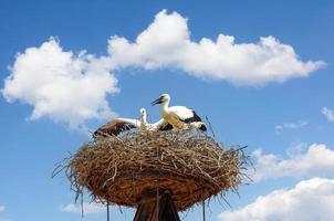 Cigüeñas jóvenes en nido en Neusiedler See, Burgenland, Austria foto