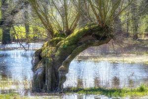 flood in Urdenbacher Kaempe Nature Reserve,Duesseldorf,Germany photo