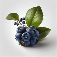 Blueberry fruit isolated on white background. photo