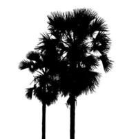 sugar palm silhouette for brush on white background. photo