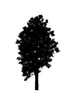 Tree silhouette for brush on white background photo