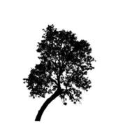 Isolated tree silhouette for brush on white background photo