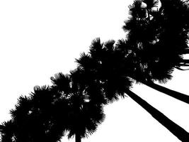 silhouette of palm trees High resolution tree landscape isolated on white background for print and web page with cut paths and alpha channels. photo