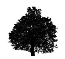 Tree silhouette for brush on white background photo