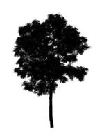 Tree silhouette for brush on white background photo