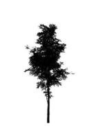 Tree silhouette for brush on white background photo