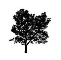 Isolated tree silhouette for brush on white background photo