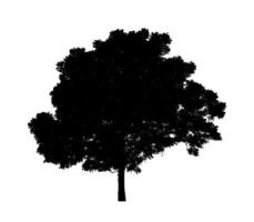 Tree silhouette for brush on white background photo