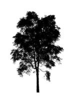 Tree silhouette for brush on white background photo