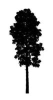 Tree silhouette for brush on white background photo