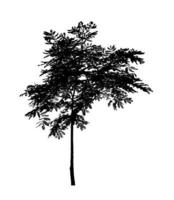 Tree silhouette for brush on white background photo