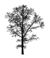 Tree silhouette for brush on white background photo