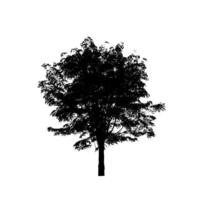 Isolated tree silhouette for brush on white background photo