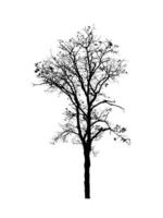 Isolated tree silhouette for brush on white background photo