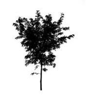 Tree silhouette for brush on white background photo