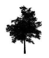 Tree silhouette for brush on white background photo