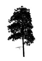 Tree silhouette for brush on white background photo