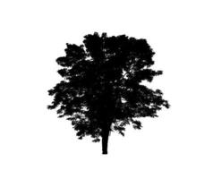 Tree silhouette for brush on white background photo