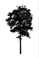 Tree silhouette for brush on white background photo