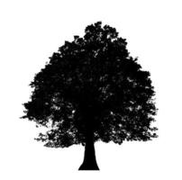 Tree silhouette for brush on white background photo