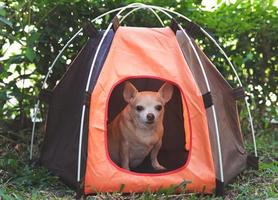 brown short hair Chihuahua dog sitting in orange camping tent outdoor. photo