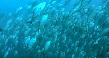 group of fish or school of fish at the ocean swimming in group on blue background photo