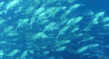 group of fish or school of fish at the ocean swimming in group on blue background photo